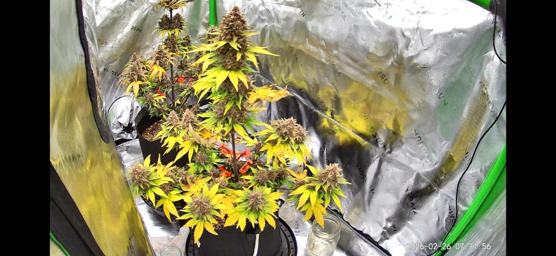 Lemon cherry cookie auto. Week 9