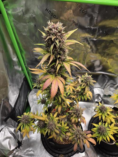 Lemon cherry cookie auto. Week 9