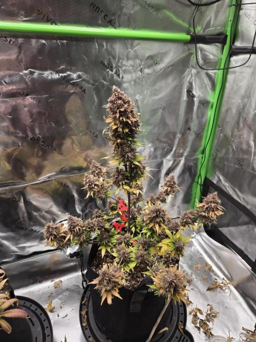 Lemon cherry cookie auto. Week 10