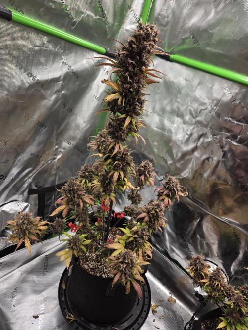 Lemon cherry cookie auto. Week 10