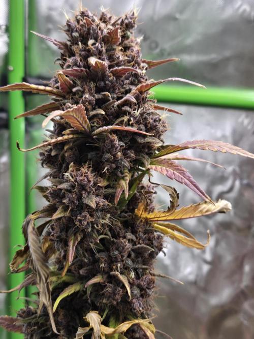 Lemon cherry cookie auto. Week 10
