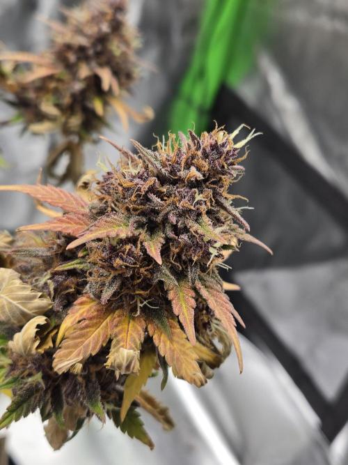 Lemon cherry cookie auto. Week 10