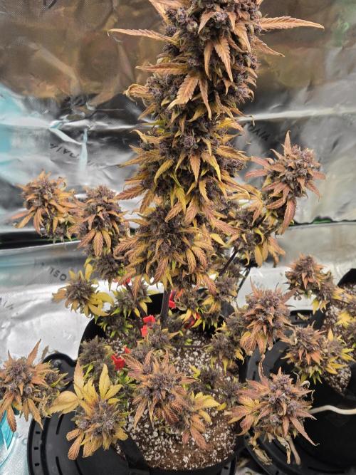 Lemon cherry cookie auto. Week 11