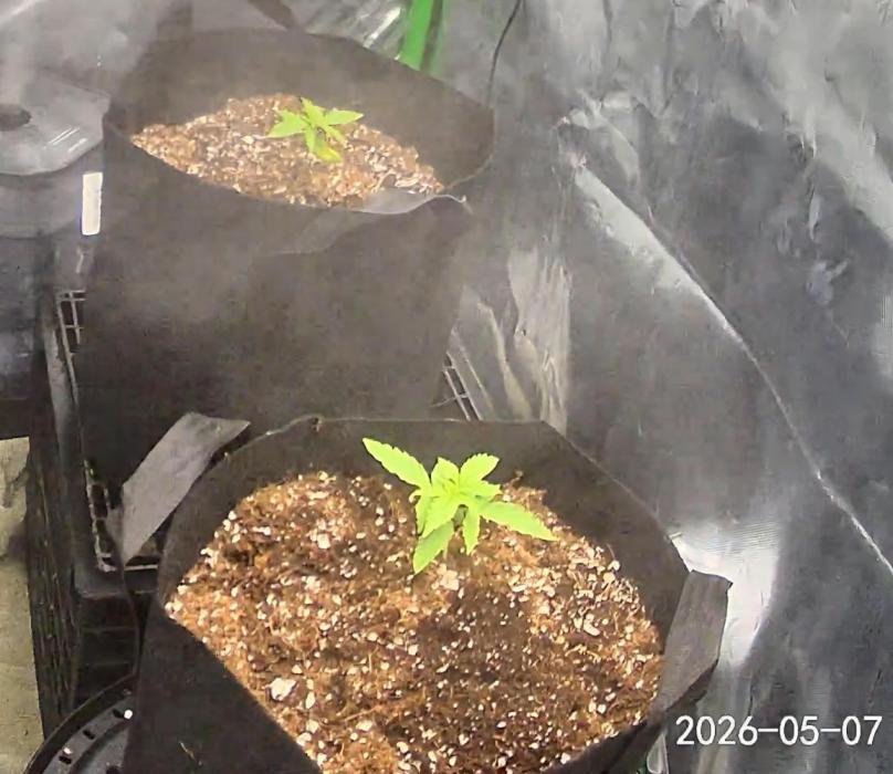 Purple haze auto. Week 1