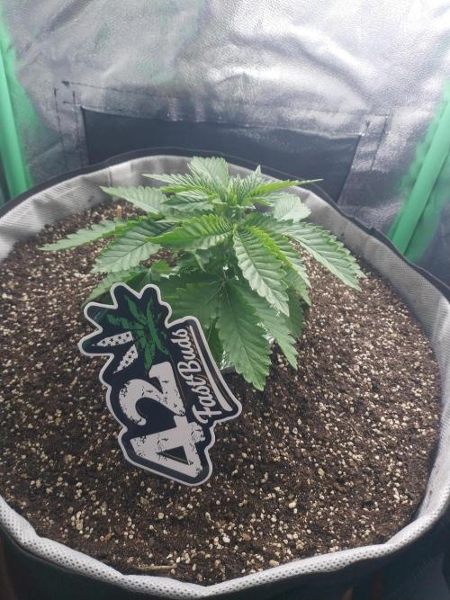 Lemonpaya. Week 3