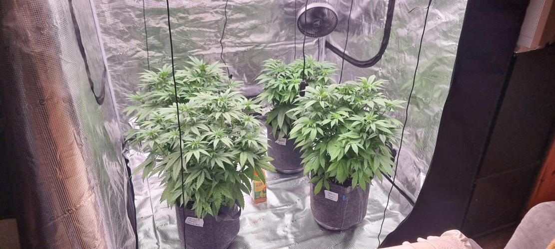 Blue glookie purp light. Week 1 - Bottem left: Bss Bottem right: G Top right: Gmp Top left: Nl