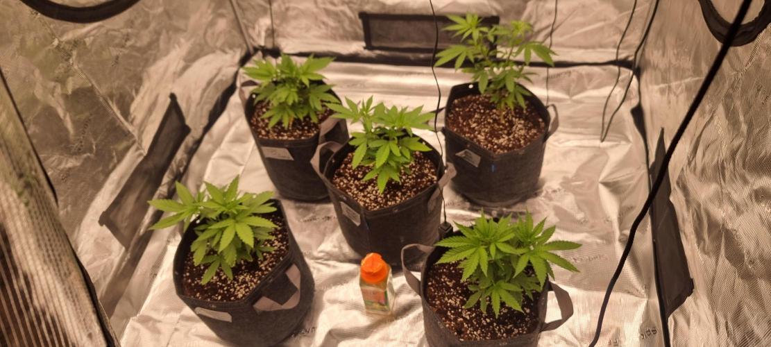 Blue glookie purp light. Week 3