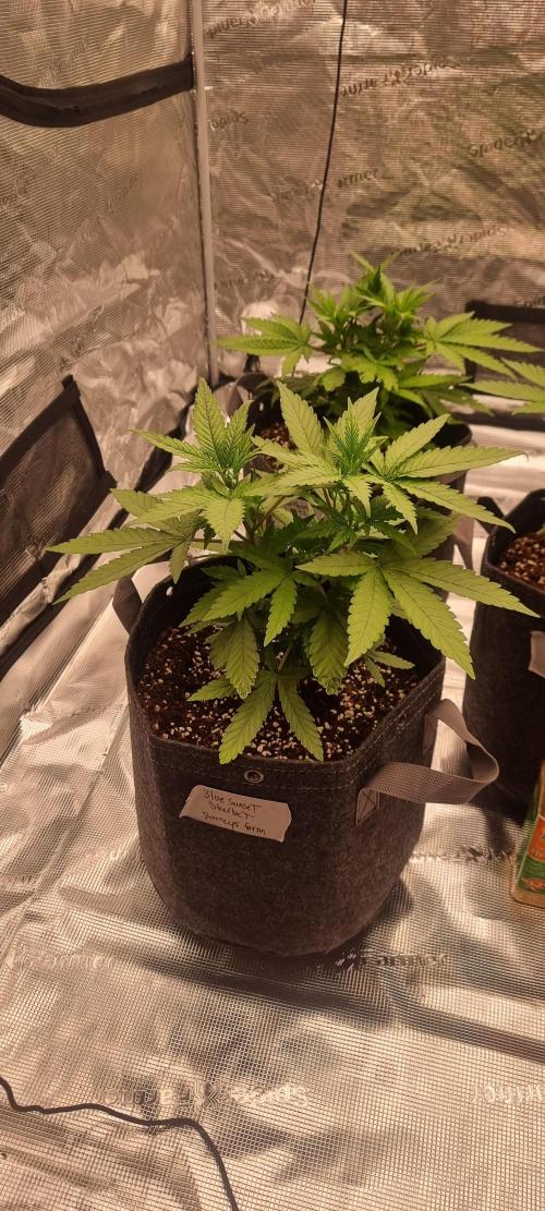 Blue glookie purp light. Week 3