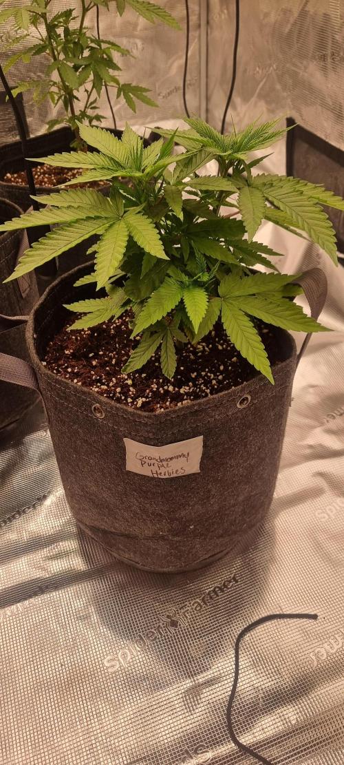 Blue glookie purp light. Week 3