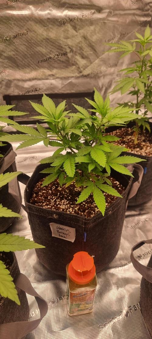 Blue glookie purp light. Week 3