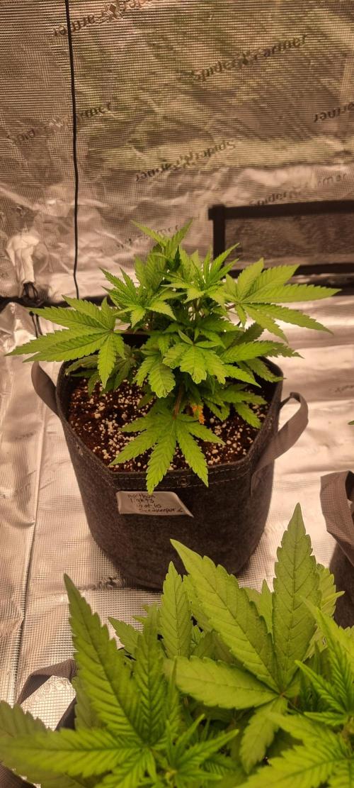 Blue glookie purp light. Week 3