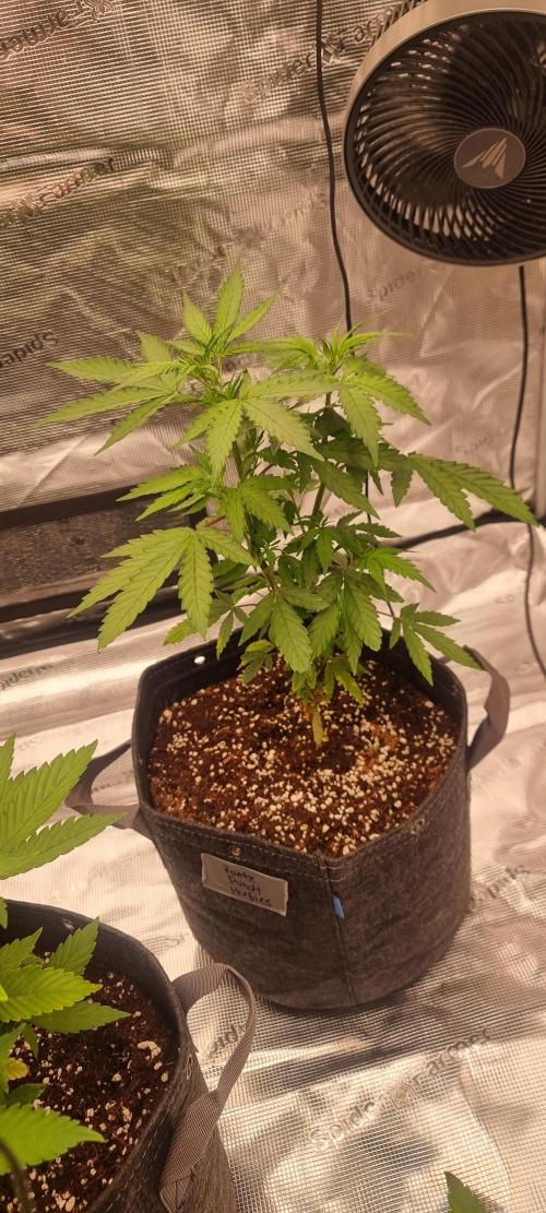 Blue glookie purp light. Week 3