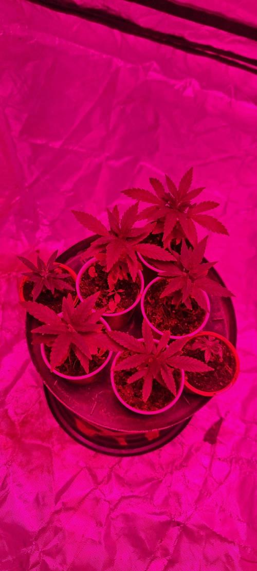 Blue glookie purp light. Week 0 - 24th November 