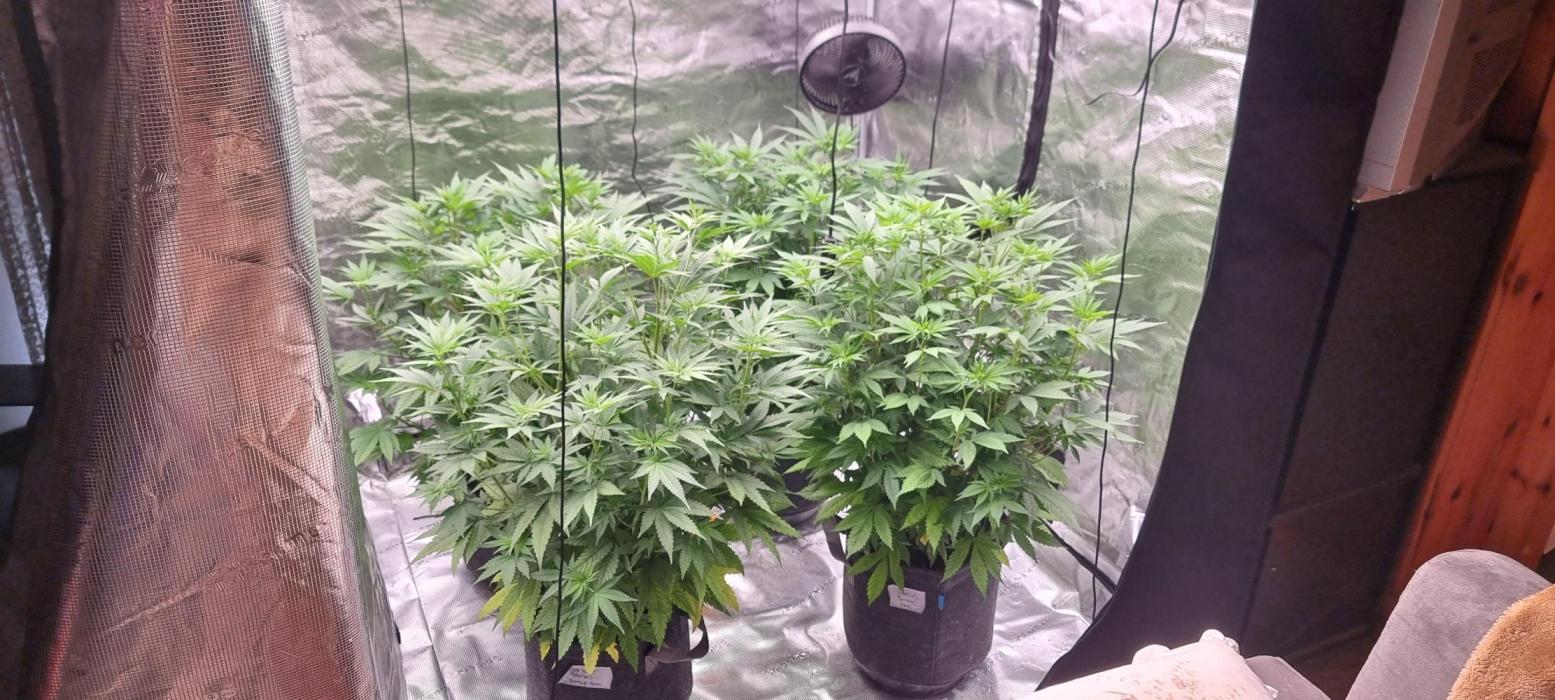 Blue glookie purp light. Week 2 - Last week was transition to bloom this is Week 1 flower. 