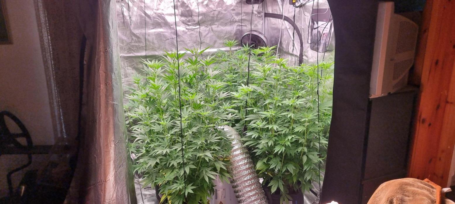 Blue glookie purp light. Week 4