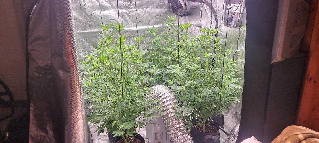 Blue glookie purp light. Week 5