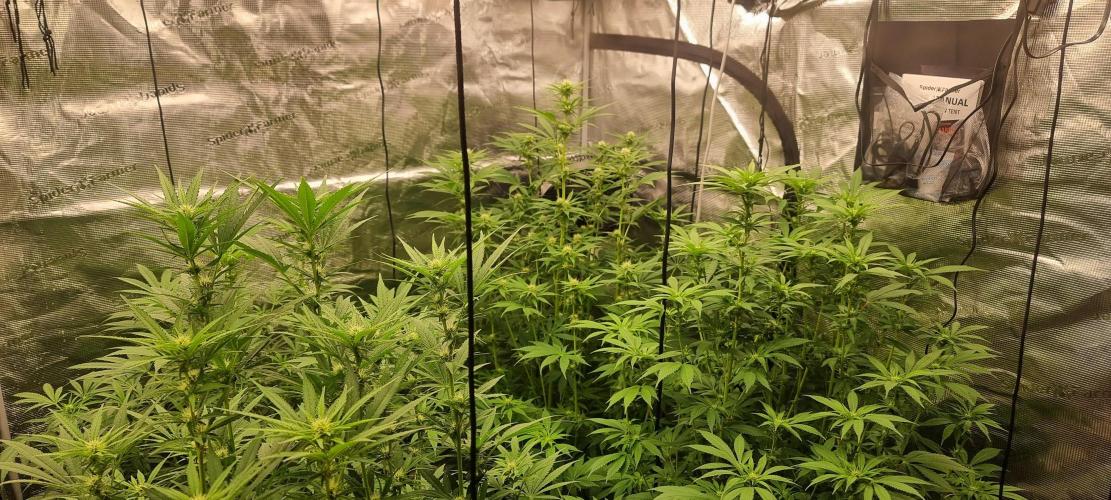 Blue glookie purp light. Week 5