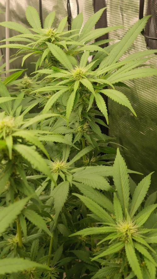 5x5 spider farmer tent