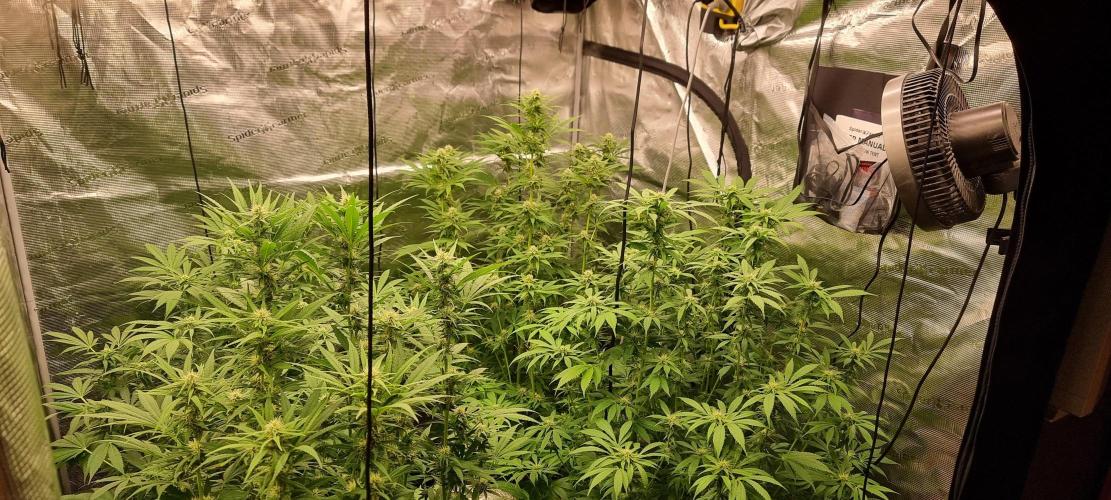 Blue glookie purp light. Week 5