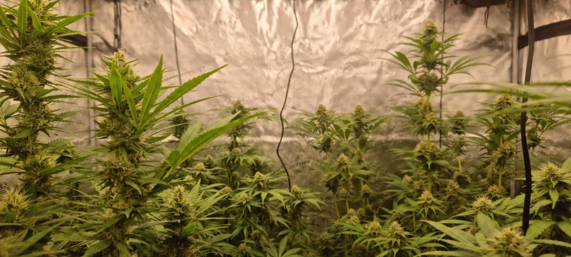 Blue glookie purp light. Week 6