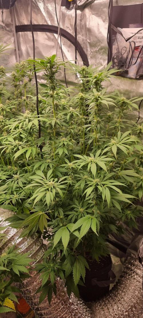 Blue glookie purp light. Week 6