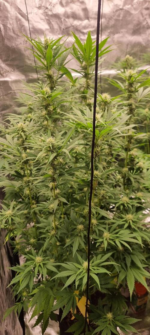 Blue glookie purp light. Week 6