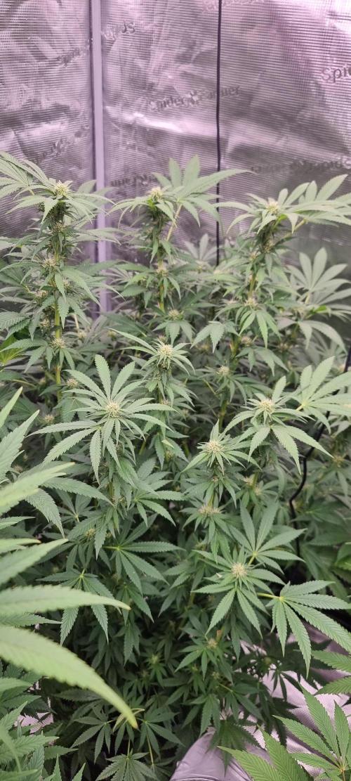 Blue glookie purp light. Week 6