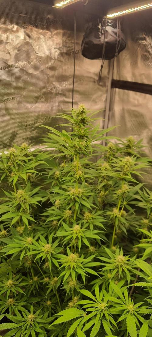 Blue glookie purp light. Week 6