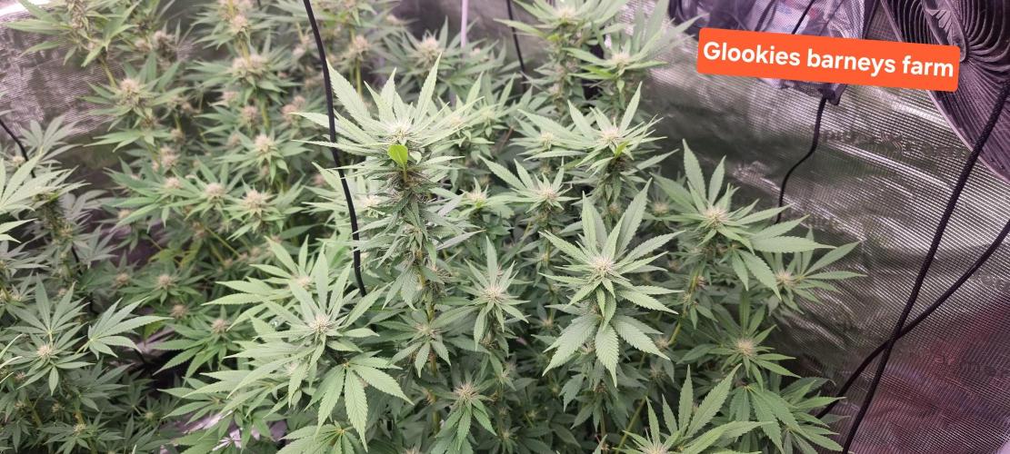 Blue glookie purp light. Week 6