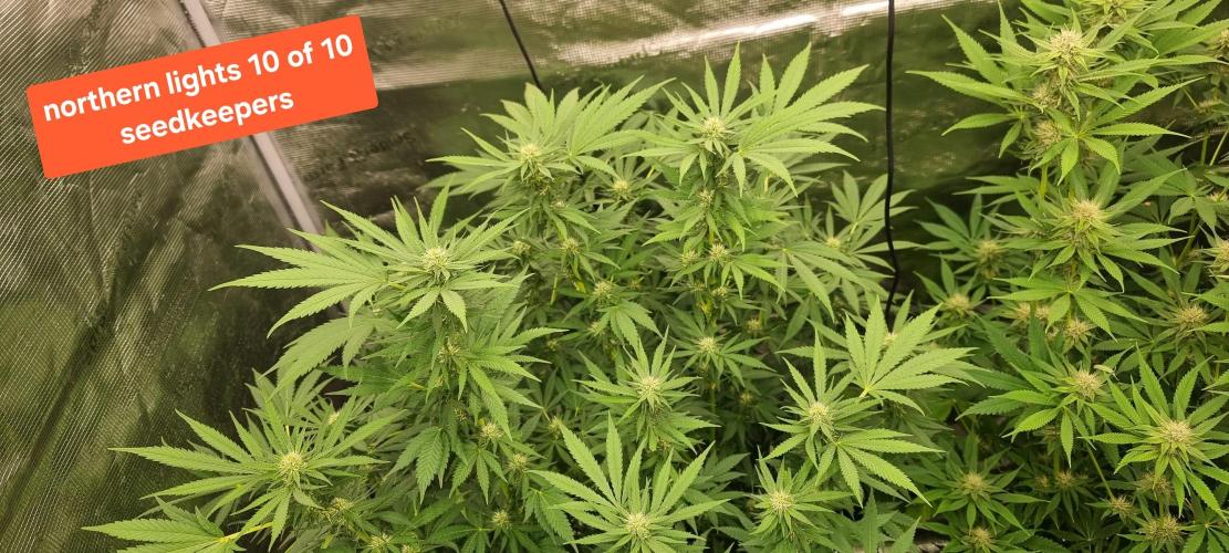 Blue glookie purp light. Week 6