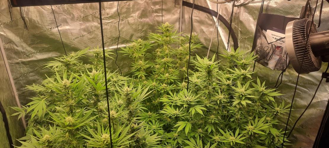 Blue glookie purp light. Week 6