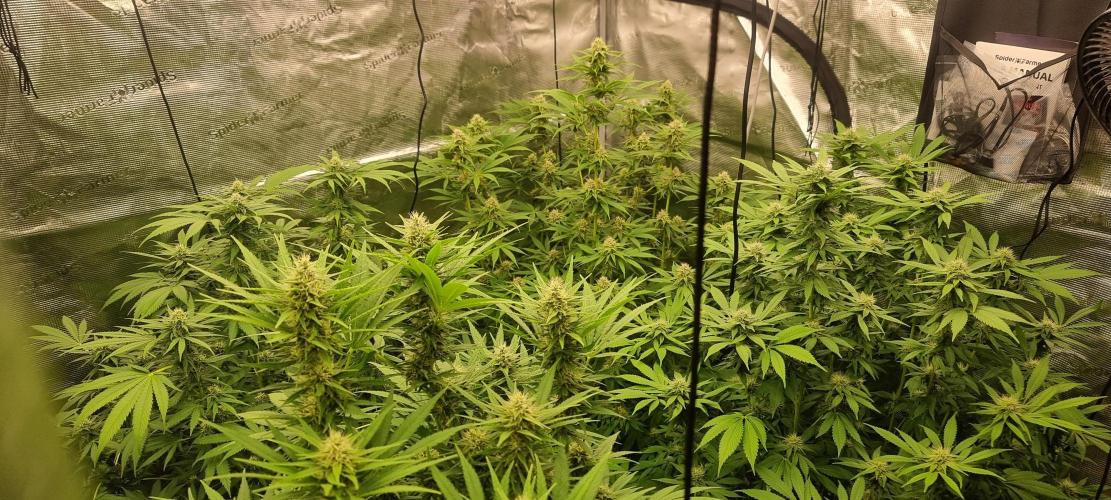 Blue glookie purp light. Week 6