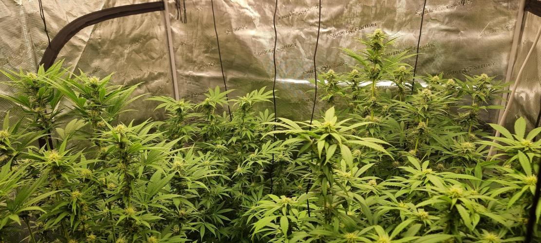 Blue glookie purp light. Week 6