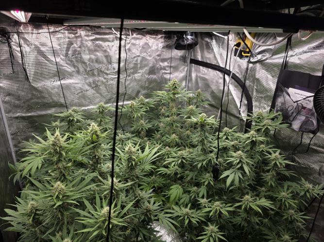 Blue glookie purp light. Week 8