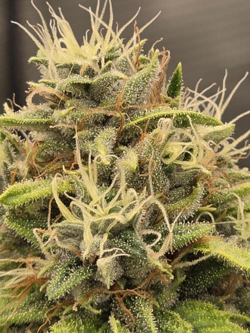 Blue glookie purp light. Week 8