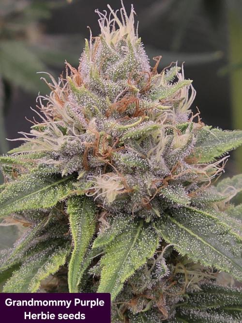 Blue glookie purp light. Week 8 - Grandmommy Purple herbies 