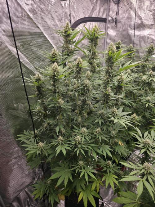 Blue glookie purp light. Week 8