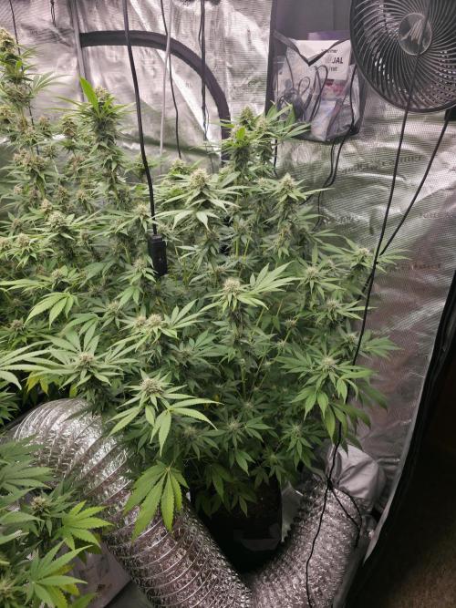 Blue glookie purp light. Week 8