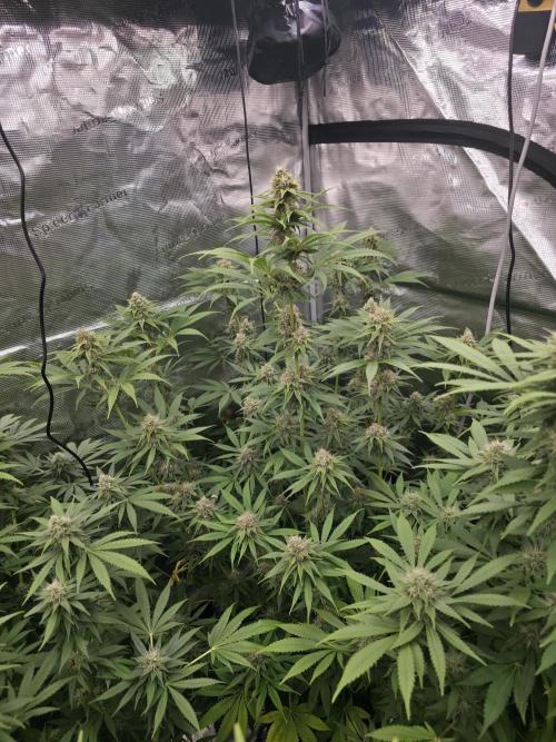 Blue glookie purp light. Week 8