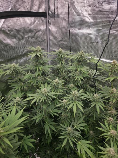 Blue glookie purp light. Week 8