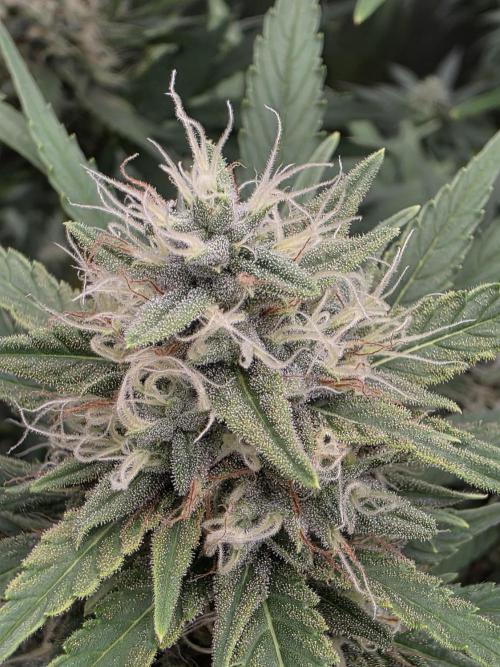 Blue glookie purp light. Week 8