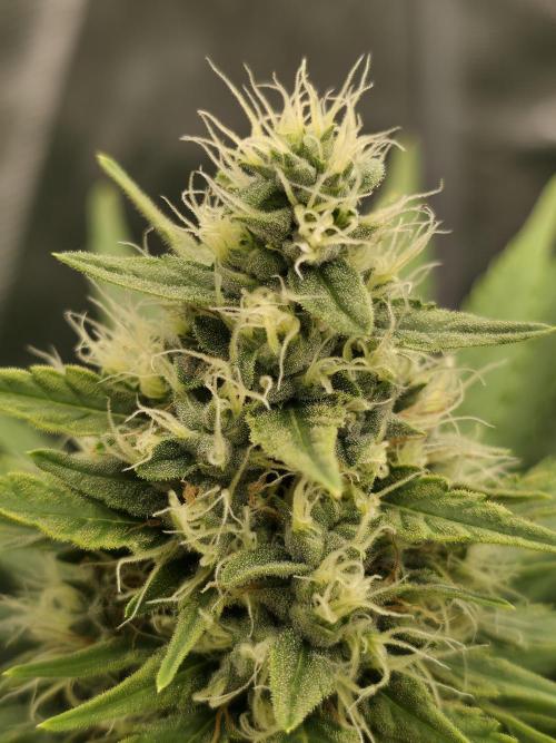 Blue glookie purp light. Week 8