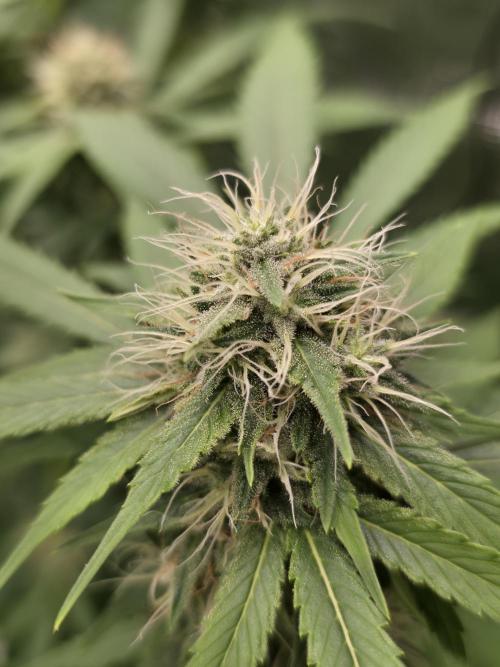 Blue glookie purp light. Week 8