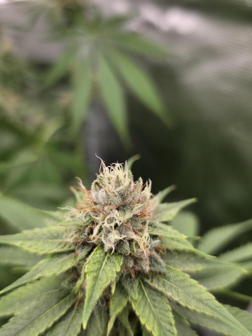 Blue glookie purp light. Week 8