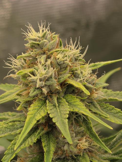 Blue glookie purp light. Week 8