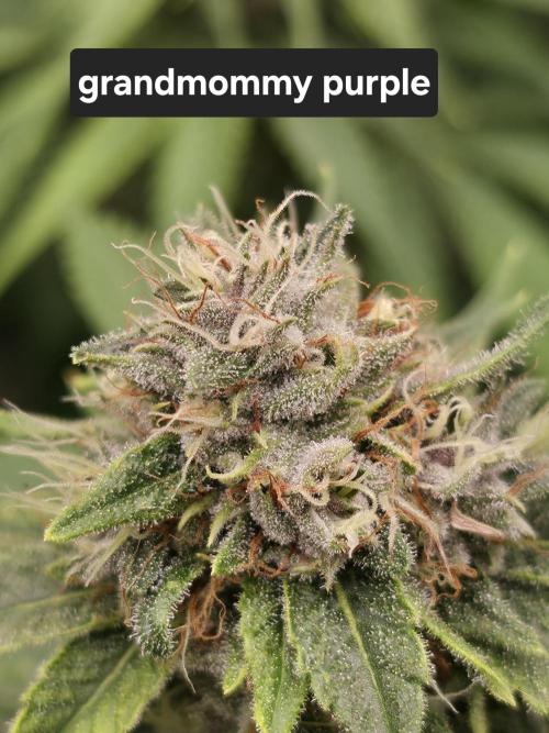 Blue glookie purp light. Week 8