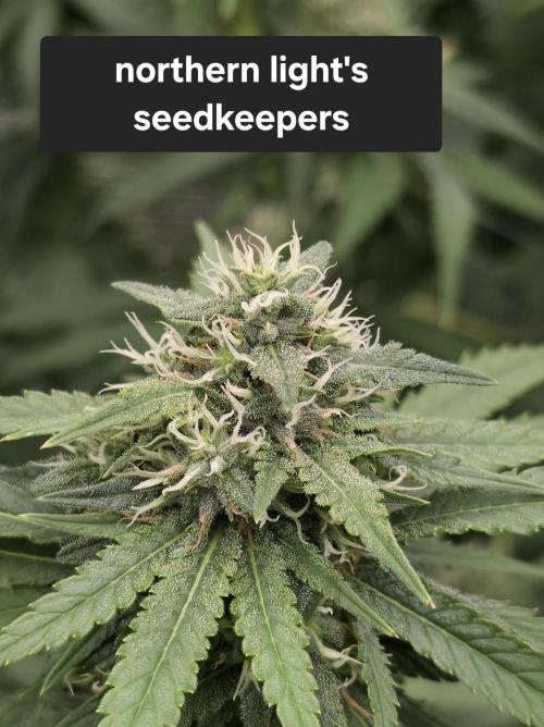 Blue glookie purp light. Week 8