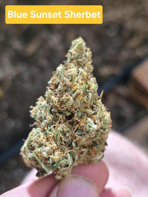 Blue glookie purp light. Week 9