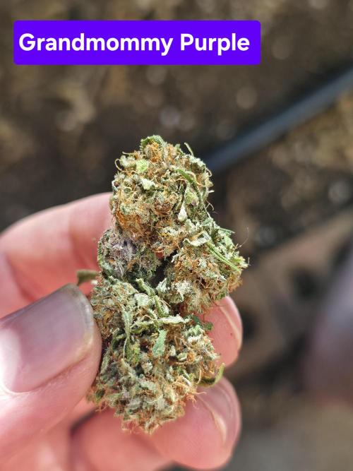 Blue glookie purp light. Week 9