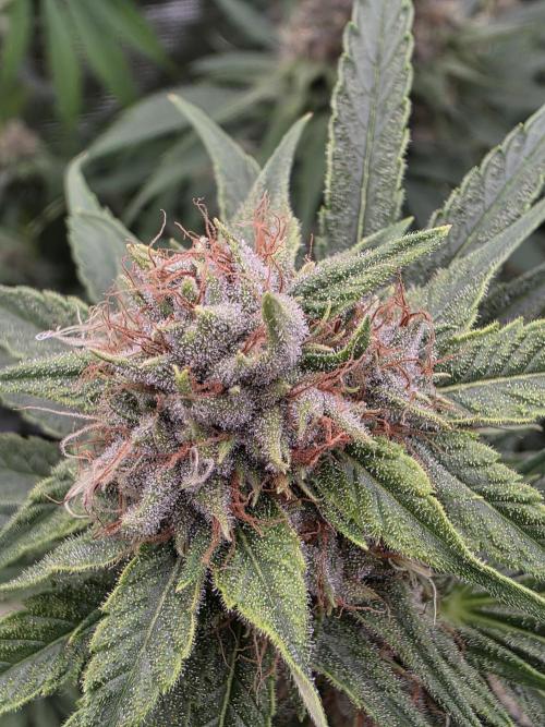 Blue glookie purp light. Week 9